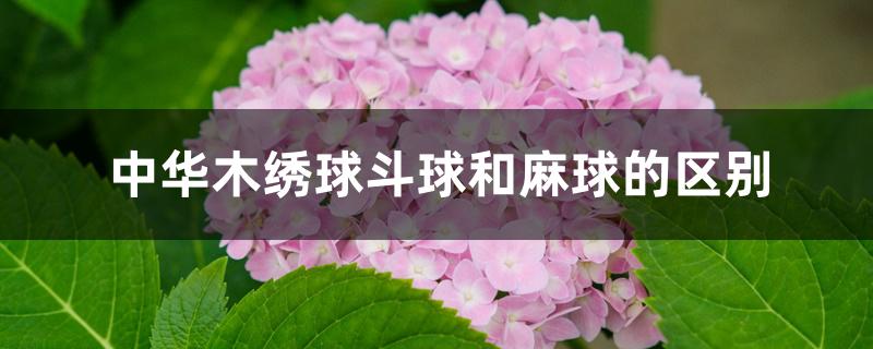 中华木绣球斗球和麻球的区别