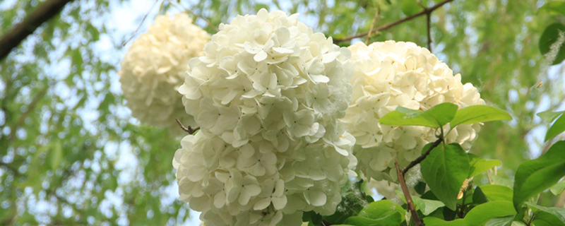 木绣球花期