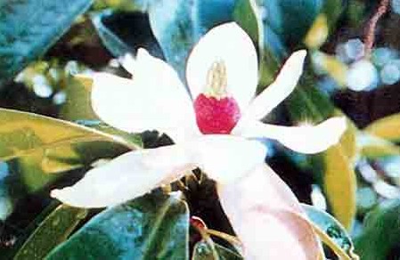 巴东木莲