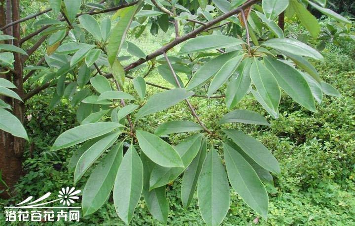 毛果木莲图片