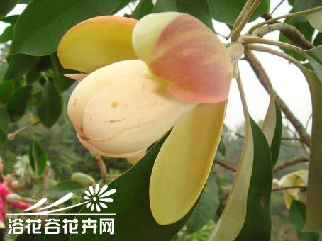毛果木莲图片