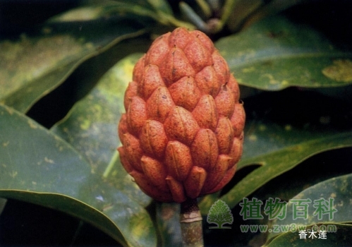 香木莲