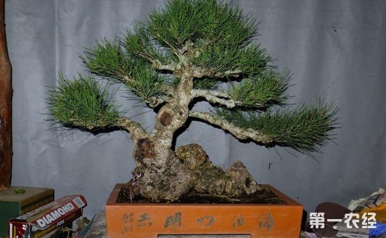 木麻黄盆景价值如何？木麻黄盆景怎么种下桩？