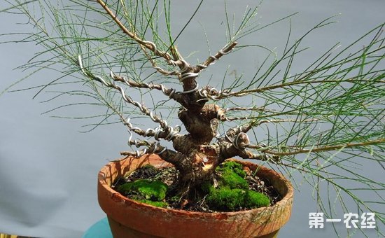 木麻黄盆景价值如何？木麻黄盆景怎么种下桩？