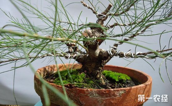 木麻黄树盆景图片欣赏