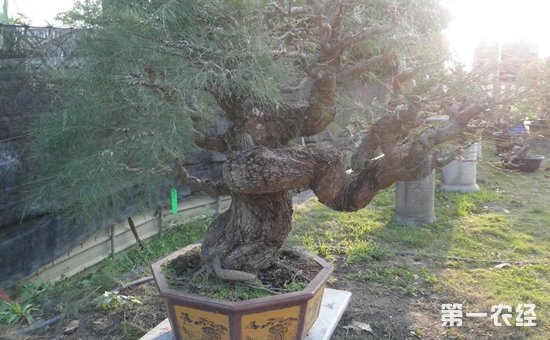 木麻黄树盆景图片欣赏