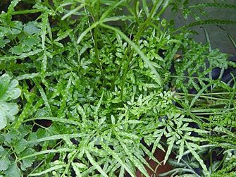 井栏边草的栽培与管理