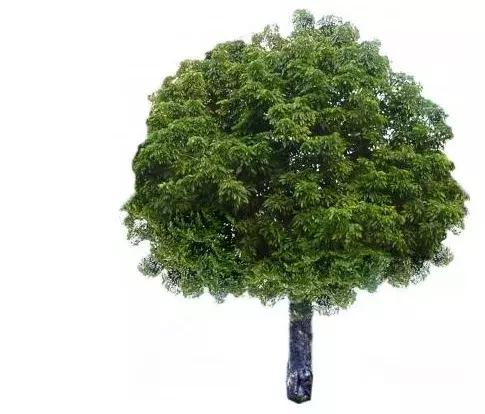落叶乔木大苗培养的关键是如何培育一定高度的树干
