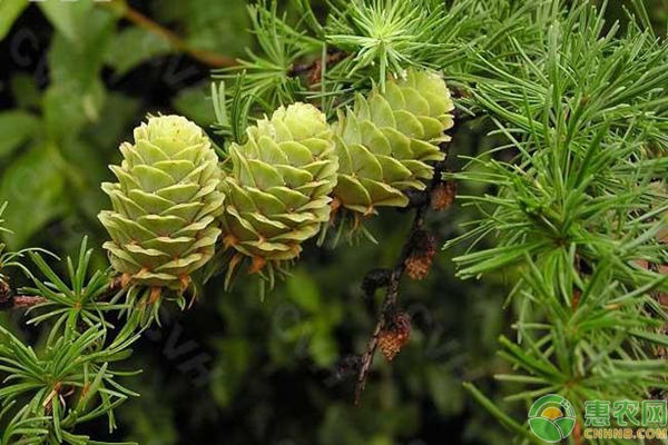 落叶松良种基地不开花、结实少？落叶松开花结实技术