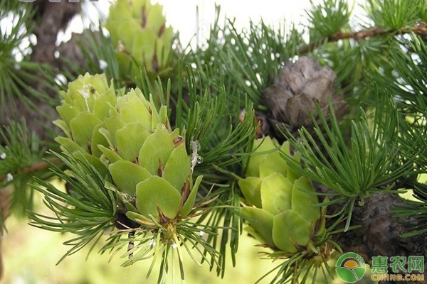 落叶松良种基地不开花、结实少？落叶松开花结实技术