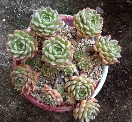 景天科奥利维亚多肉怎么养护？奥利维亚出状态图片欣赏