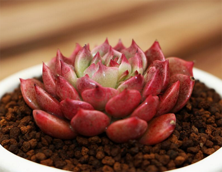 景天科奥利维亚多肉怎么养护？奥利维亚出状态图片欣赏