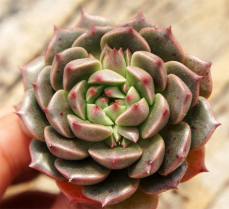 景天科奥利维亚多肉怎么养护？奥利维亚出状态图片欣赏