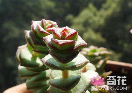 钱串景天叶子发黄怎么办