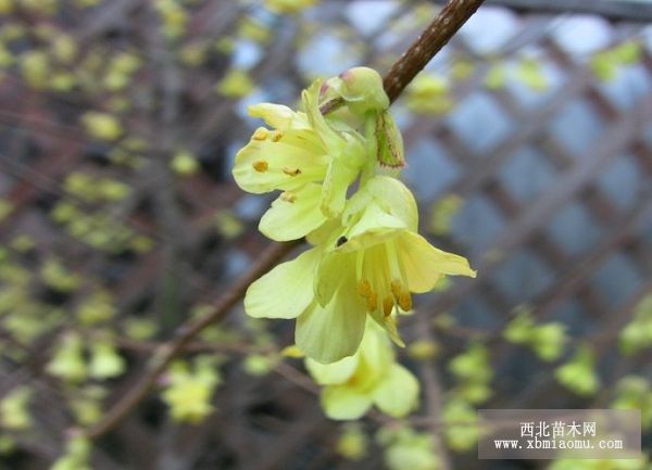 蜡瓣花的养殖栽培技术