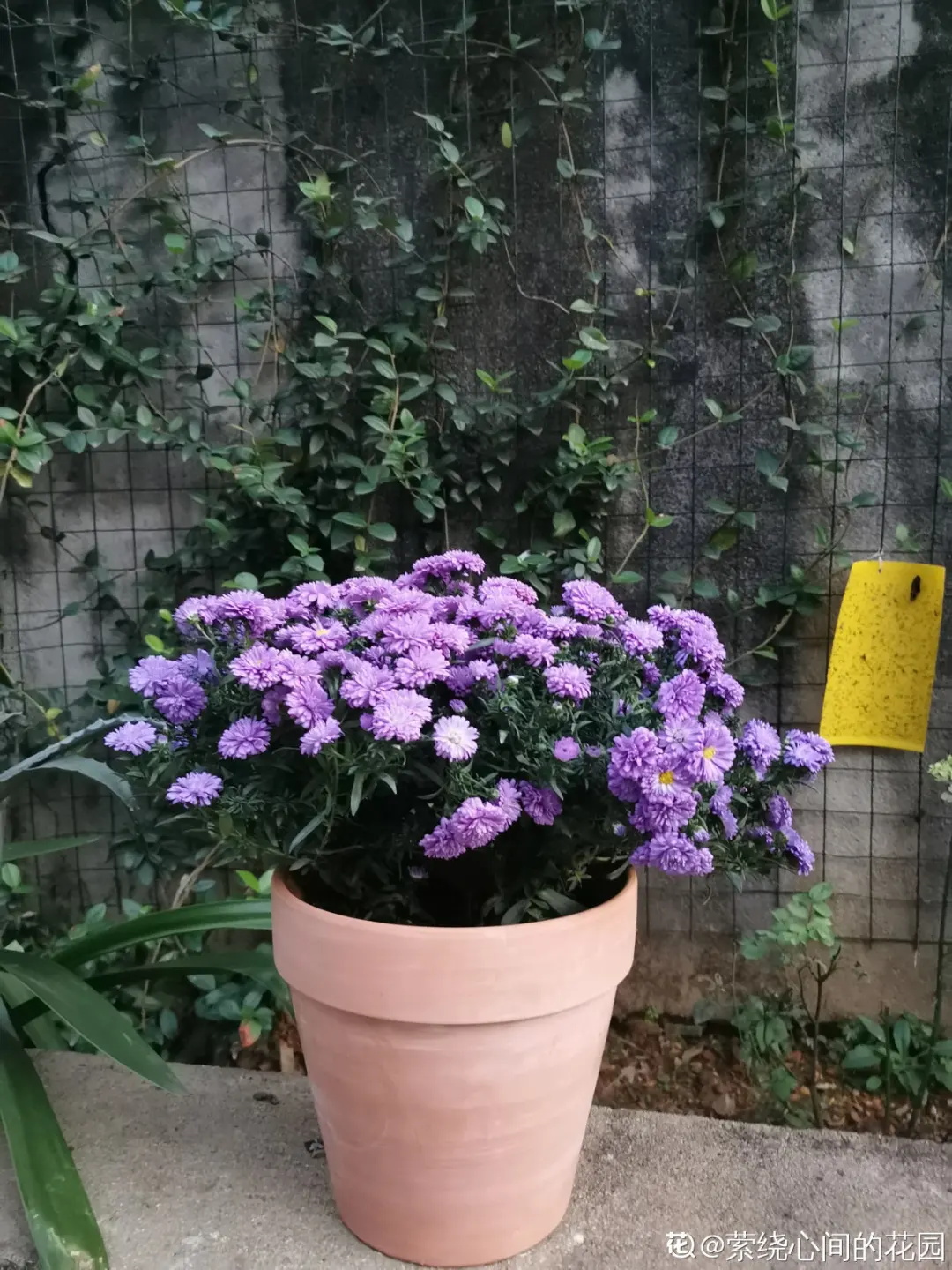 一楼小院养花，邻居全投诉，这么奇葩的理由谁能信？