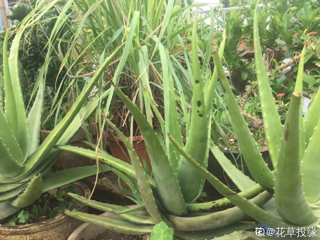 一楼小院养花，邻居全投诉，这么奇葩的理由谁能信？