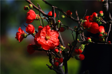 昆明四大名花是什么，中国的四大名花是什么