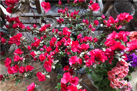 昆明四大名花是什么，中国的四大名花是什么