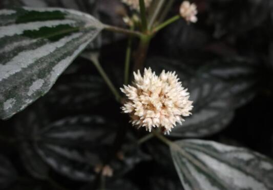 冷水花什么时候开花，冷水花的花期/6月开花/花语爱的别离