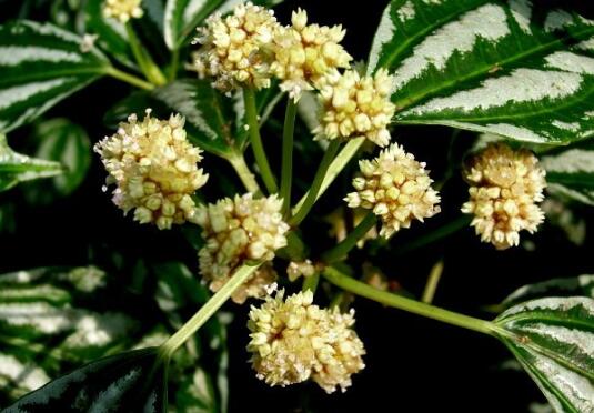 冷水花什么时候开花，冷水花的花期/6月开花/花语爱的别离