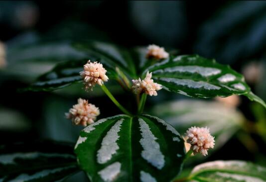 冷水花什么时候开花，冷水花的花期/6月开花/花语爱的别离