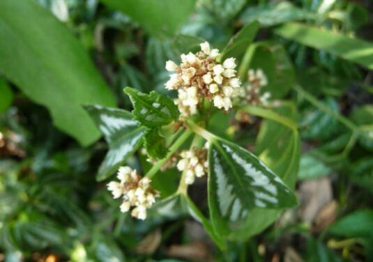 冷水花什么时候开花，冷水花的花期/6月开花/花语爱的别离