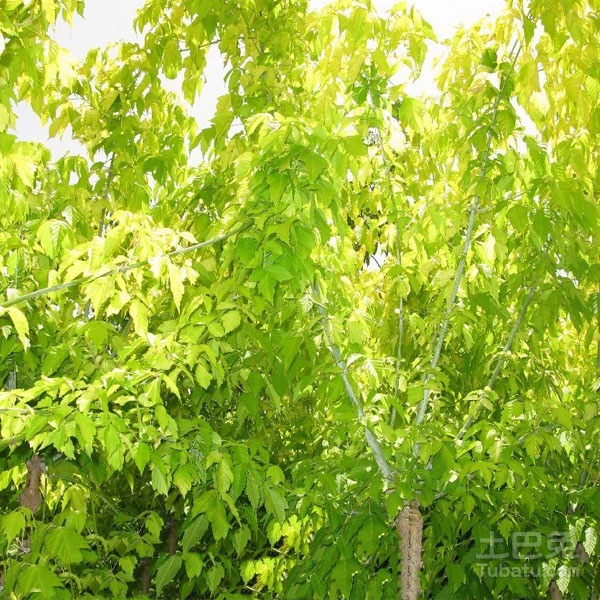 小兔给大家介绍——复叶槭图片
