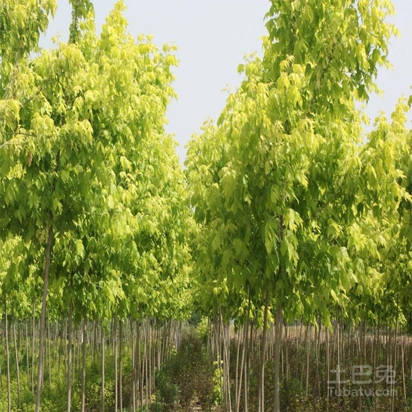 小兔给大家介绍——复叶槭图片