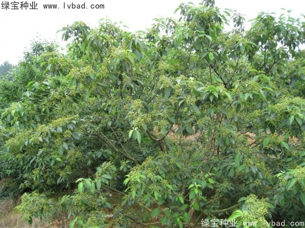 哪里有卖光皮树种子的呢？