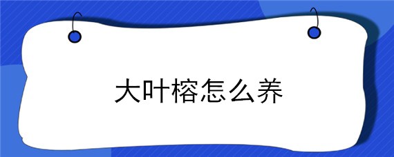 大叶榕怎么养