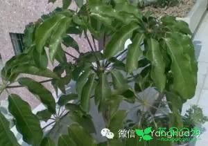 大伞叶的养殖方法和注意事项