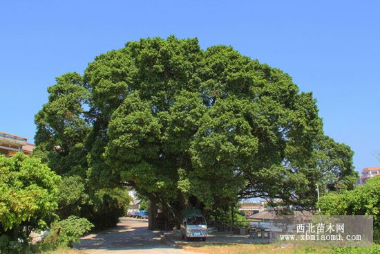 细叶榕主要虫害及防治