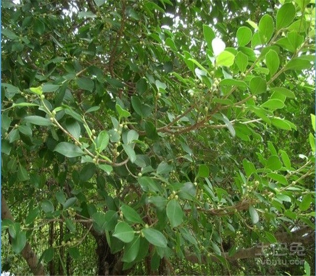 细叶榕价格与树种介绍