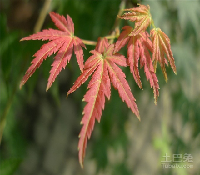 细叶榕价格与树种介绍