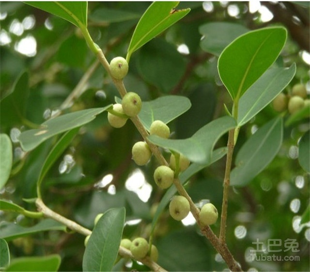 细叶榕价格与树种介绍