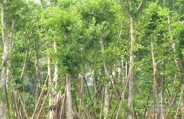 细叶榕种植相关介绍