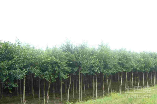 细叶榕种植相关介绍