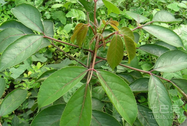 细叶榕种植相关介绍