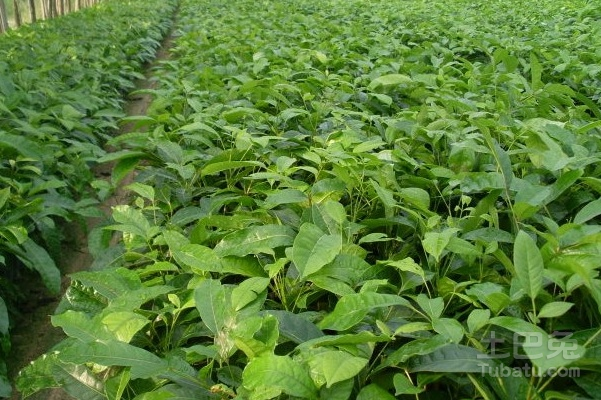 细叶榕种植相关介绍