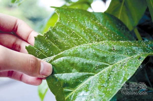 细叶榕虫害及防范措施