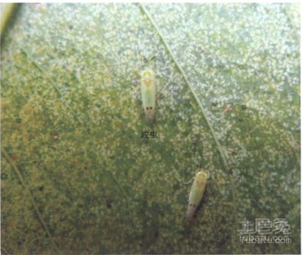 细叶榕虫害及防范措施