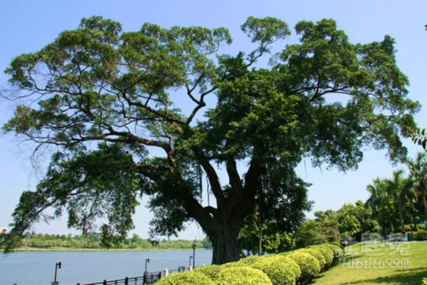 细叶榕虫害及防范措施