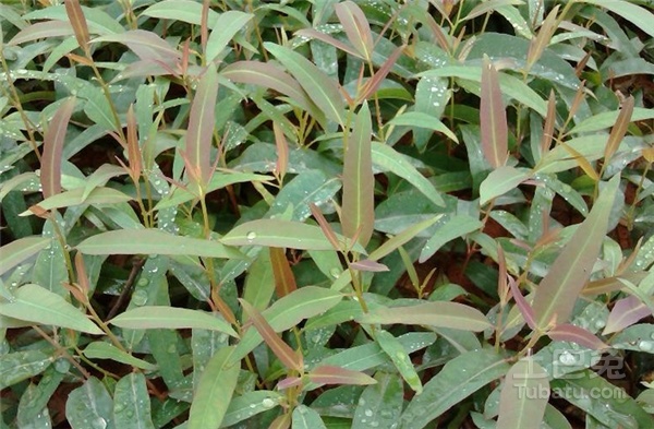 桉树苗品种及种植方法分享
