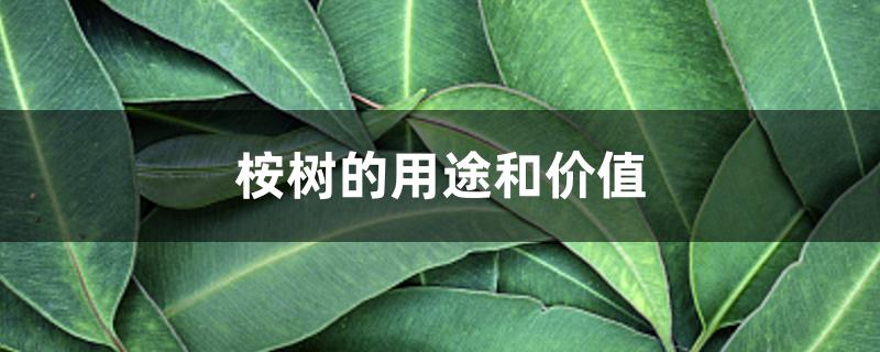 桉树的用途和价值