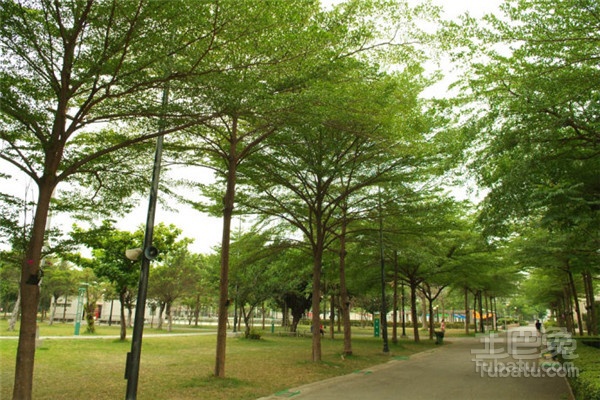 小叶榄仁种植技术及防病知识简介