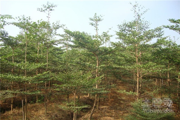 小叶榄仁种植技术及防病知识简介