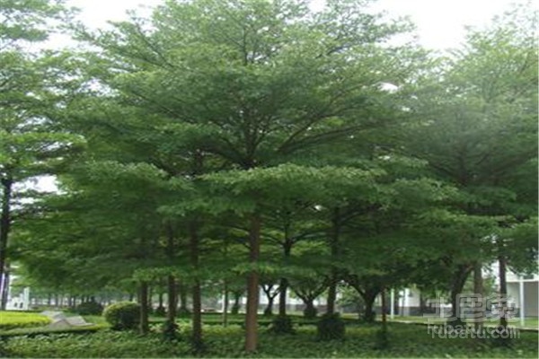 小叶榄仁种植技术及防病知识简介