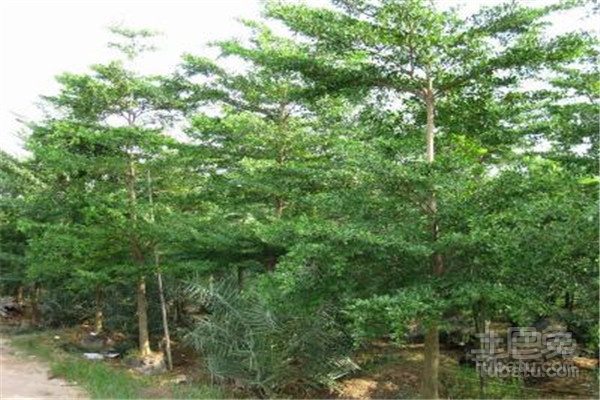 小叶榄仁种植技术及防病知识简介