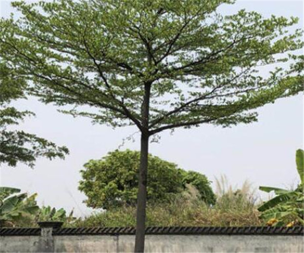 小叶榄仁耐寒吗 小叶榄仁种植要点